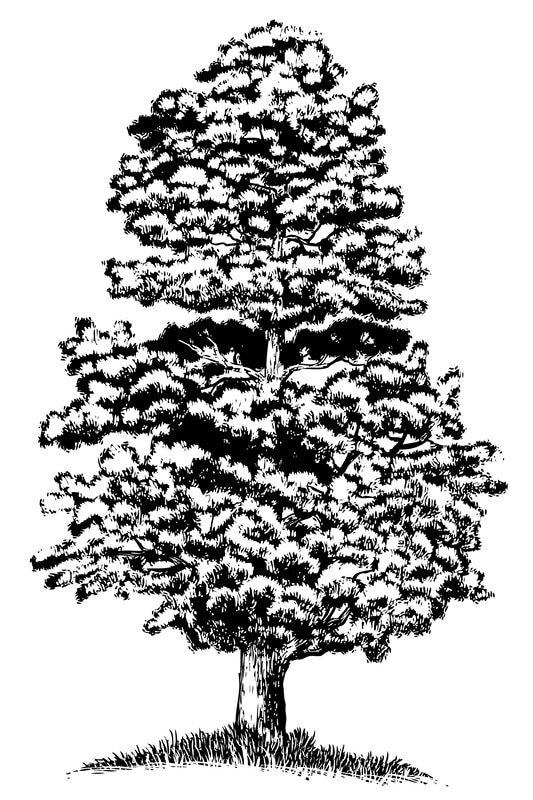 Small Tree Illustration